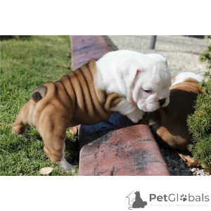 Foto №1. englische bulldogge - zum Verkauf in der Stadt Zürich | 450€ | Ankündigung № 11316