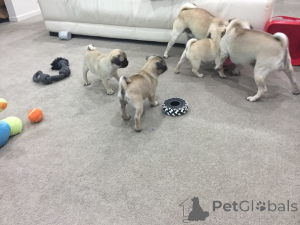 Foto №4. Ich werde verkaufen mops in der Stadt Pärnu. quotient 	ankündigung, züchter - preis - 500€