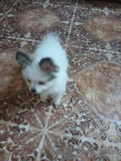 Foto №2 zu Ankündigung № 59731 zu verkaufen german spitz - einkaufen Russische Föderation quotient 	ankündigung