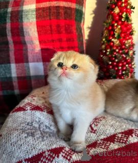 Foto №2 zu Ankündigung № 163110 zu verkaufen schottische faltohrkatze - einkaufen Ukraine aus dem tierheim, züchter