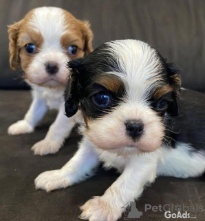 Foto №1. cavalier king charles spaniel - zum Verkauf in der Stadt Mailand | 350€ | Ankündigung № 110892