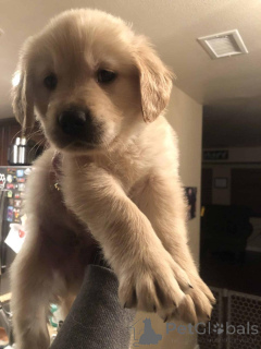 Foto №4. Ich werde verkaufen golden retriever in der Stadt Warschau. züchter - preis - verhandelt
