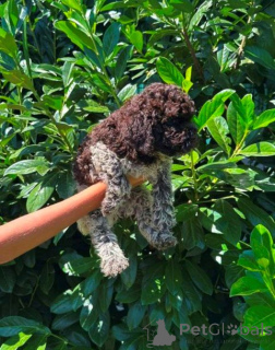 Foto №2 zu Ankündigung № 173719 zu verkaufen lagotto romagnolo - einkaufen Serbien 