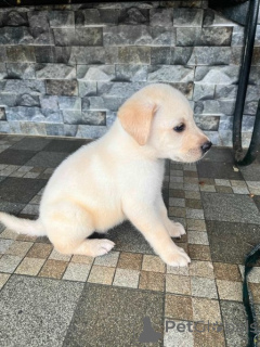 Foto №2 zu Ankündigung № 134779 zu verkaufen labrador retriever - einkaufen Deutschland züchter