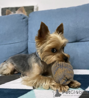 Foto №2 zu Ankündigung № 102891 zu verkaufen yorkshire terrier - einkaufen USA quotient 	ankündigung, züchter