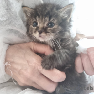 Foto №2 zu Ankündigung № 146283 zu verkaufen  - einkaufen Russische Föderation quotient 	ankündigung