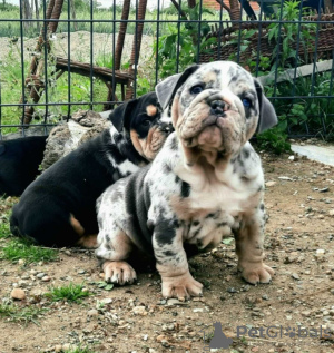 Foto №4. Ich werde verkaufen englische bulldogge in der Stadt Belgrad. züchter - preis - verhandelt