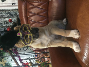 Foto №1. zentralasiatischer owtscharka - zum Verkauf in der Stadt Минск | Verhandelt | Ankündigung № 4606