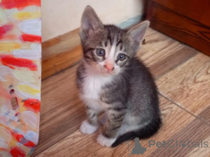 Foto №3. Kätzchen in guten Händen. Aserbaidschan