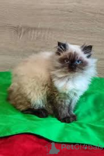 Foto №3. Chatons im Himalaja zu verkaufen. Frankreich