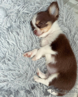 Foto №2 zu Ankündigung № 152582 zu verkaufen chihuahua - einkaufen Schweiz quotient 	ankündigung