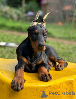 Foto №2 zu Ankündigung № 148996 zu verkaufen dobermann - einkaufen Deutschland quotient 	ankündigung