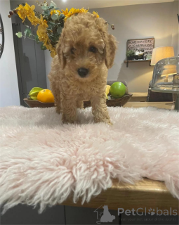 Foto №1. pudel (zwerg) - zum Verkauf in der Stadt Göppingen | 350€ | Ankündigung № 154438