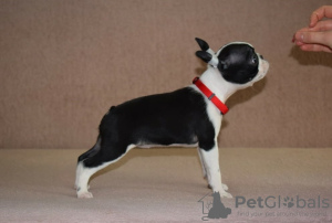 Foto №4. Ich werde verkaufen boston terrier in der Stadt Belgrad. züchter - preis - verhandelt