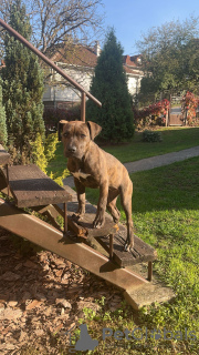 Foto №3. Amerikanischer Bully XL. Serbien