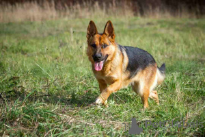 Foto №4. Ich werde verkaufen mischlingshund in der Stadt Москва. quotient 	ankündigung - preis - Frei