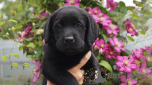 Foto №2 zu Ankündigung № 106970 zu verkaufen labrador retriever - einkaufen Russische Föderation vom kindergarten