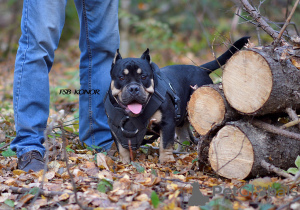 Foto №1. mischlingshund - zum Verkauf in der Stadt Perm | 2536€ | Ankündigung № 13989