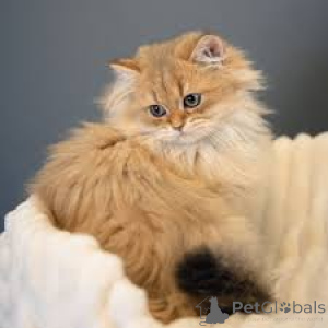 Foto №3. Myytävänä brittiläisen pitkäkarvaisia kissanpentuja. Finnland