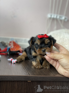 Foto №2 zu Ankündigung № 11568 zu verkaufen yorkshire terrier - einkaufen Weißrussland quotient 	ankündigung