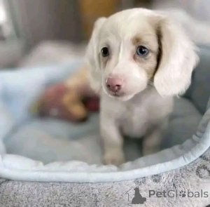 Foto №1. dackel - zum Verkauf in der Stadt Helsinki | 550€ | Ankündigung № 164546