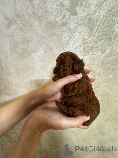 Foto №3. Tikap Teddy Pudel China. Russische Föderation