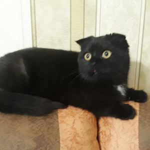 Foto №3. Scottish Fold Beauty. Ukraine
