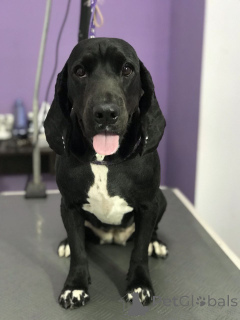 Foto №3. Guter verantwortungsbewusster Besitzer. Deutschland