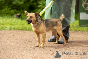 Foto №1. mischlingshund - zum Verkauf in der Stadt St. Petersburg | Frei | Ankündigung № 70675