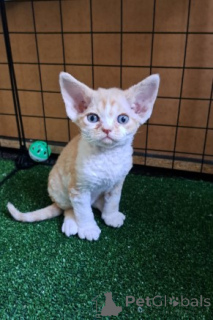 Foto №3. Devon Rex-Kätzchen. Deutschland