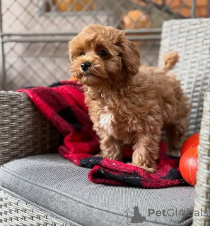 Foto №2 zu Ankündigung № 163592 zu verkaufen maltipu - einkaufen Deutschland züchter