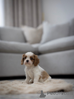 Foto №3. Cavalier Bereit zur Abholung und zum Versand. Schweiz