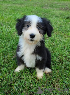 Foto №1. bearded collie - zum Verkauf in der Stadt Tennessee City | Frei | Ankündigung № 110091