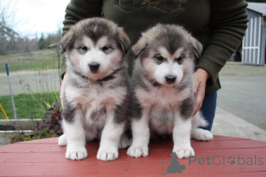 Foto №1. alaskan malamute - zum Verkauf in der Stadt Innsbruck | verhandelt | Ankündigung № 177123