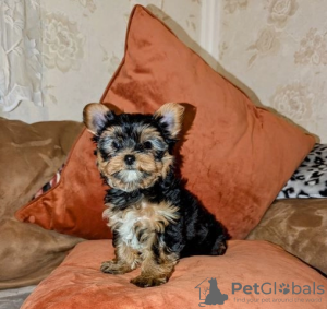 Foto №1. yorkshire terrier - zum Verkauf in der Stadt Helsinki | 331€ | Ankündigung № 127514