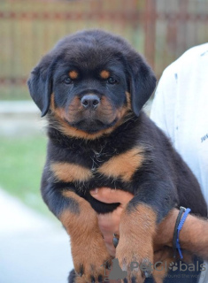 Foto №4. Ich werde verkaufen rottweiler in der Stadt Mladenovac. züchter - preis - verhandelt