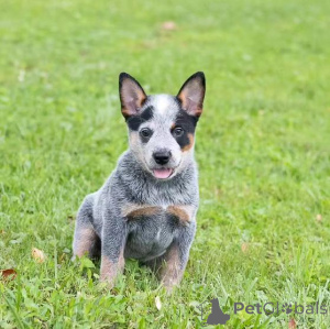 Foto №2 zu Ankündigung № 138645 zu verkaufen australian cattle dog - einkaufen USA 
