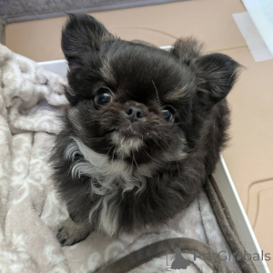 Foto №1. chihuahua - zum Verkauf in der Stadt Helsinki | 500€ | Ankündigung № 163640