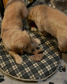 Foto №3. Golden Retriever-Welpen. Österreich
