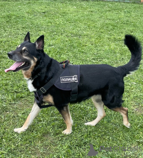 Foto №4. Ich werde verkaufen mischlingshund in der Stadt Москва.  - preis - Frei