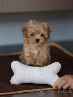 Foto №3. Schlagzeile Entzückende Maltipoo-Welpen sind bereit für ihr ewiges Zuhause. Deutschland