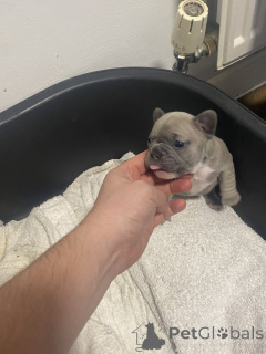 Foto №4. Ich werde verkaufen französische bulldogge in der Stadt Tennessee City. quotient 	ankündigung - preis - 484€