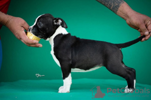 Zusätzliche Fotos: Amerikanischer Staffordshire Terrier