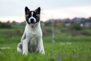 Zusätzliche Fotos: Amerikanische Akita-Welpen