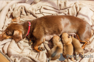 Foto №1. dobermann - zum Verkauf in der Stadt Glasgow | 650€ | Ankündigung № 138880