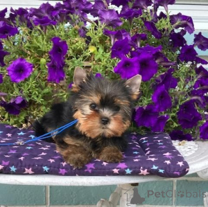 Foto №2 zu Ankündigung № 166735 zu verkaufen yorkshire terrier - einkaufen Frankreich quotient 	ankündigung, züchter