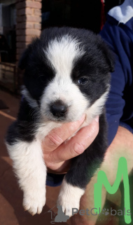 Foto №1. border collie - zum Verkauf in der Stadt Augsburg | verhandelt | Ankündigung № 170519