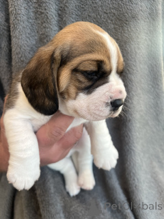 Foto №3. Es ist bekannt, dass sie einen freundlichen Charakter haben.. USA