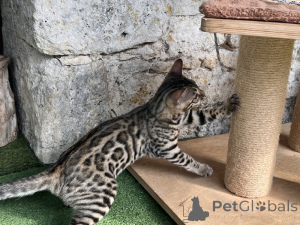 Foto №3. Baby-Bengal-Kätzchen verfügbar. Deutschland