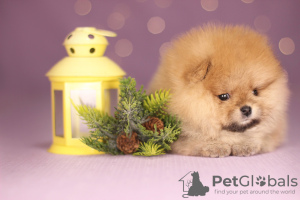 Foto №1. german spitz - zum Verkauf in der Stadt Minsk | 808€ | Ankündigung № 32573